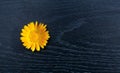On a black background, a yellow flower